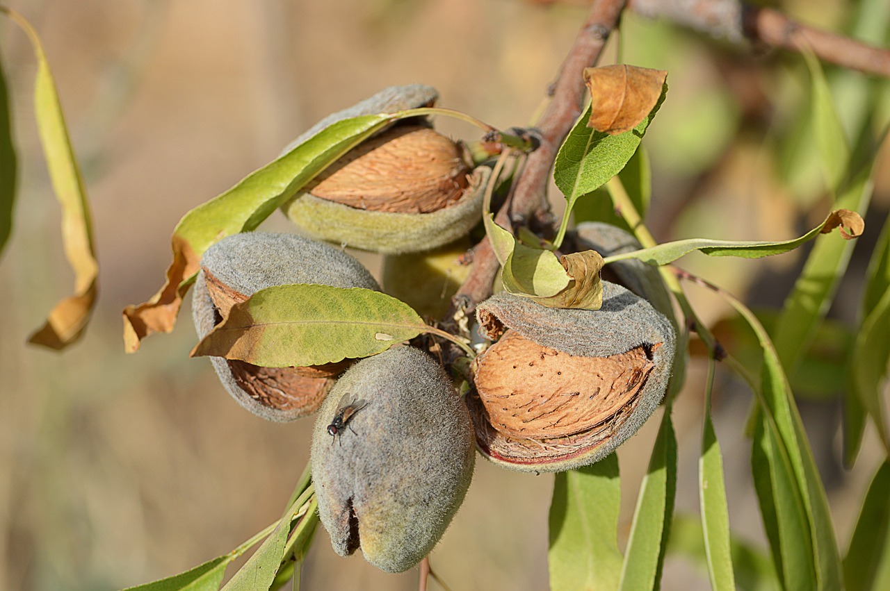 Almond