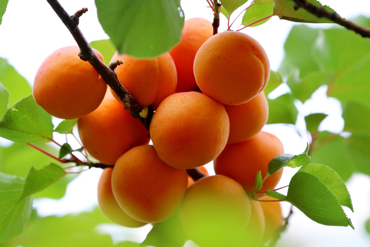 Apricot