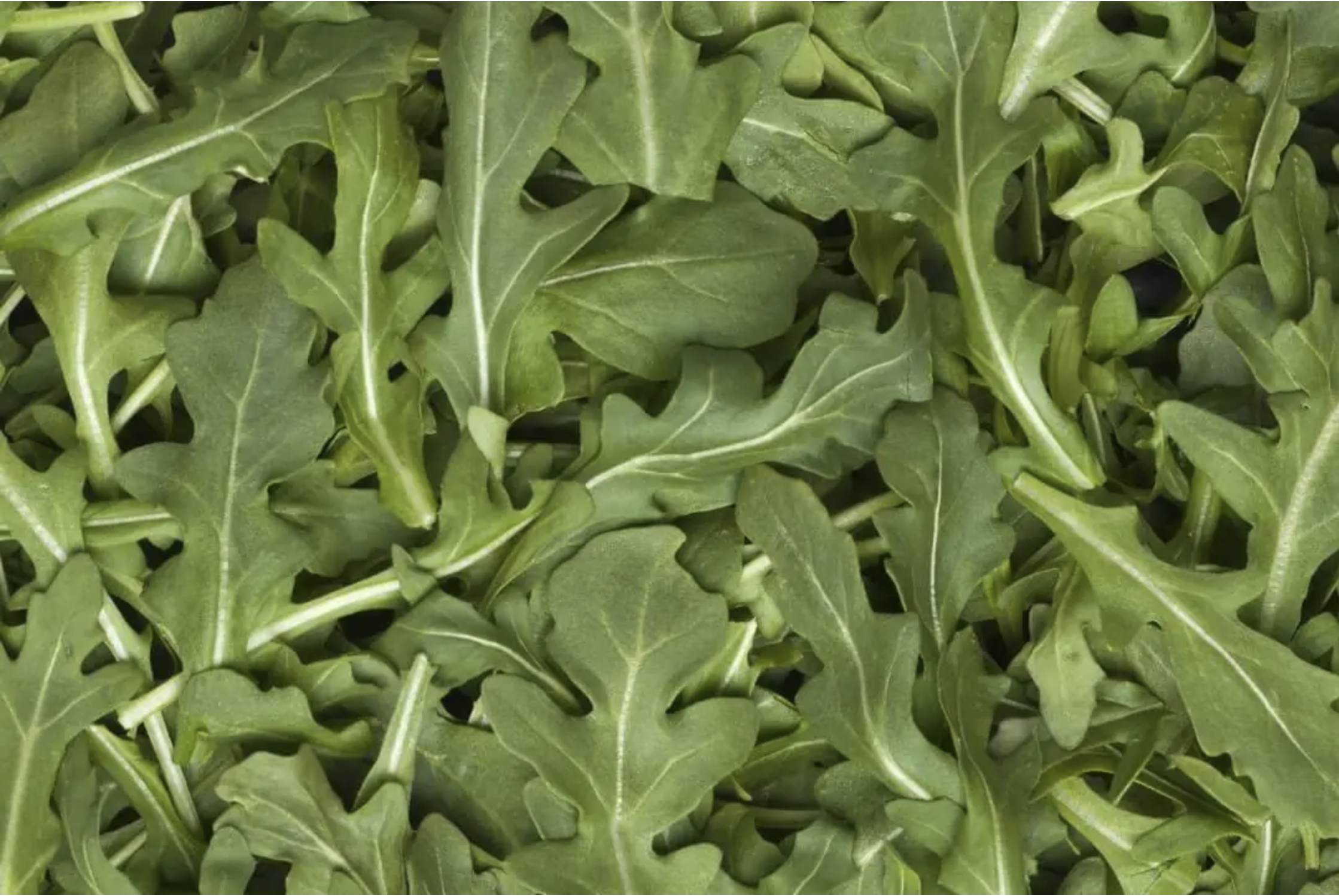 Arugula