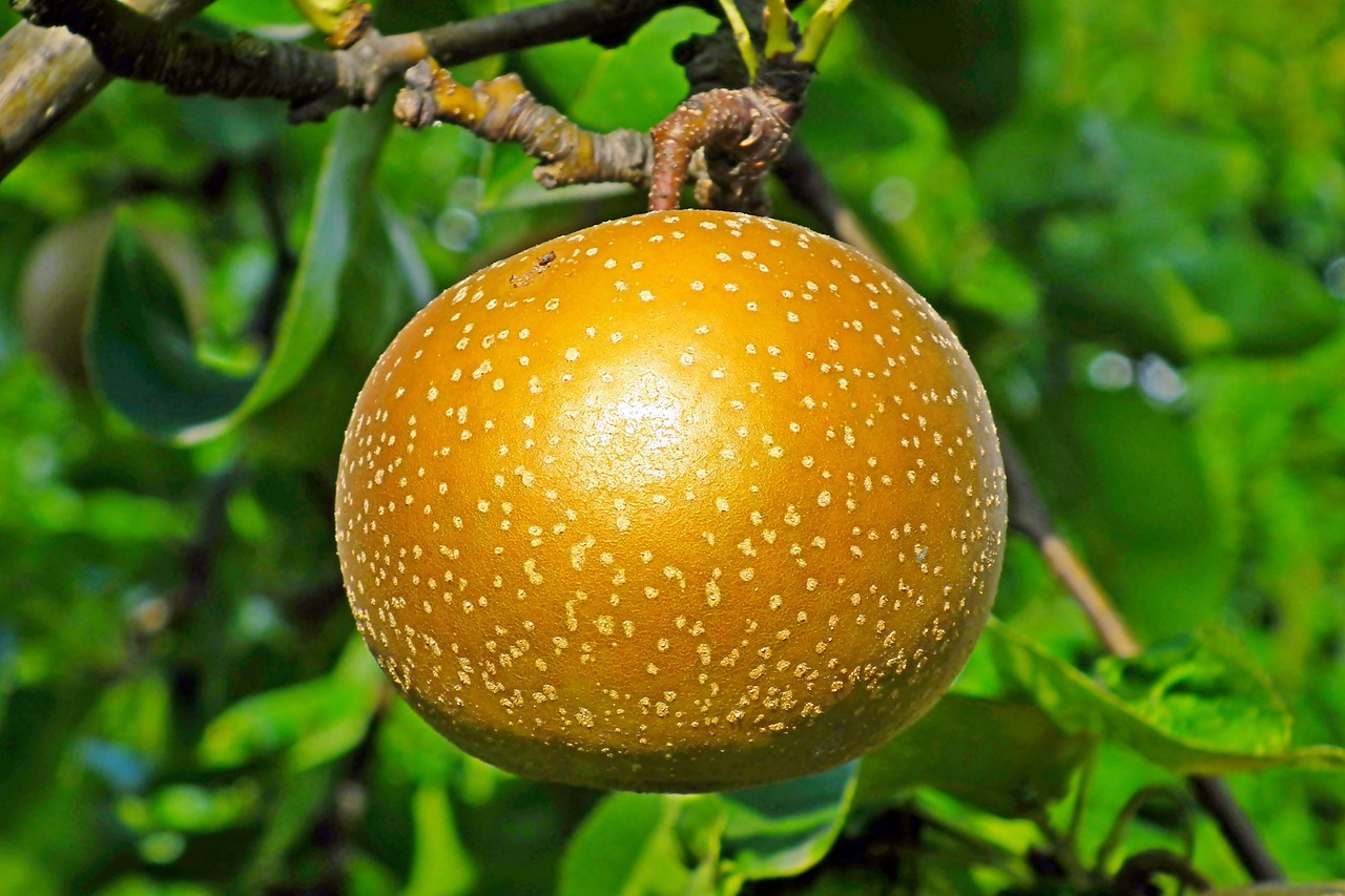 Asian Pear