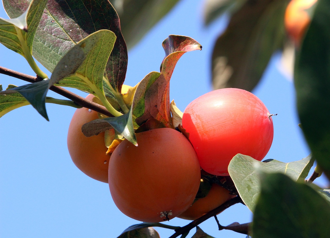 Asian Persimmon