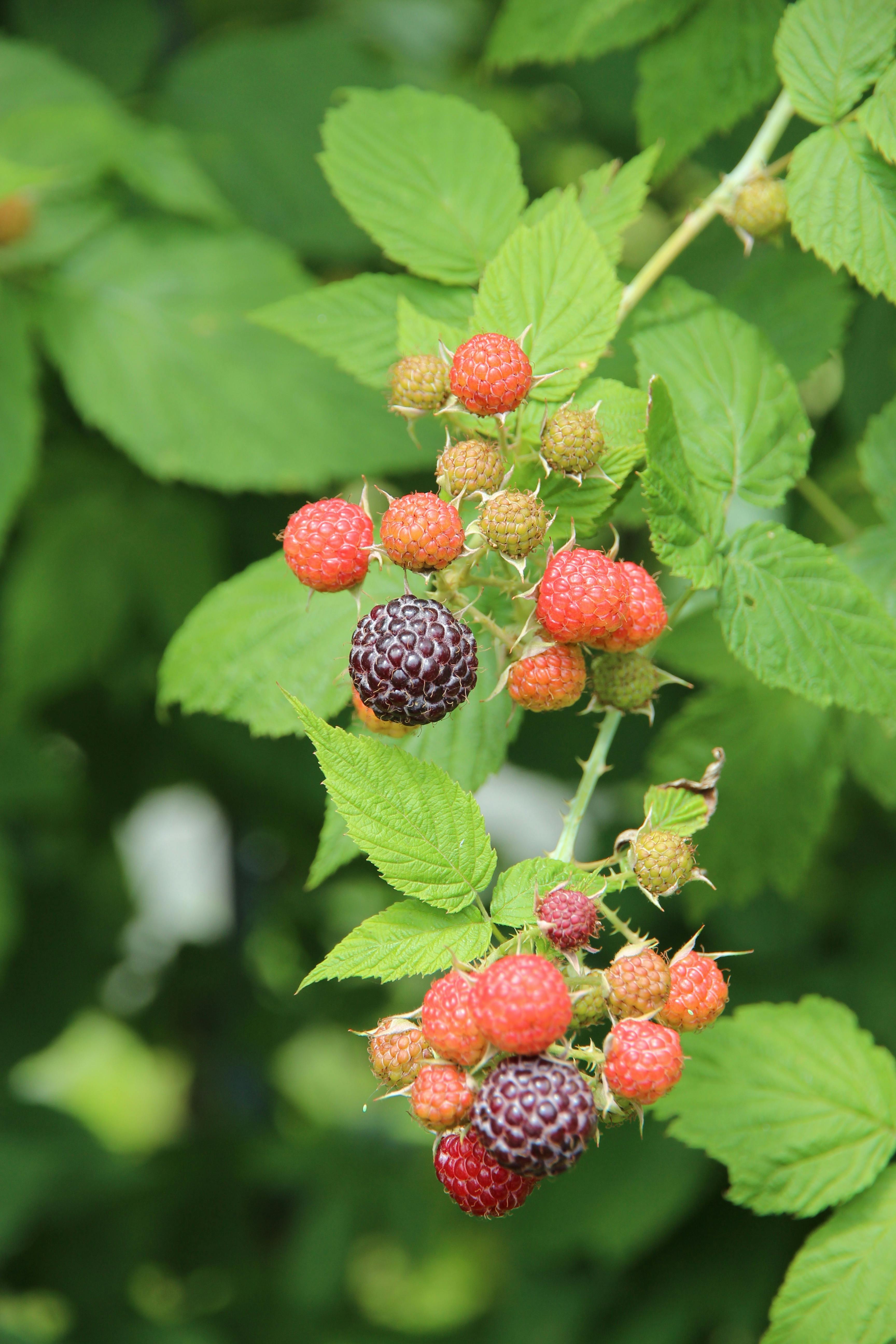 Black Raspberry