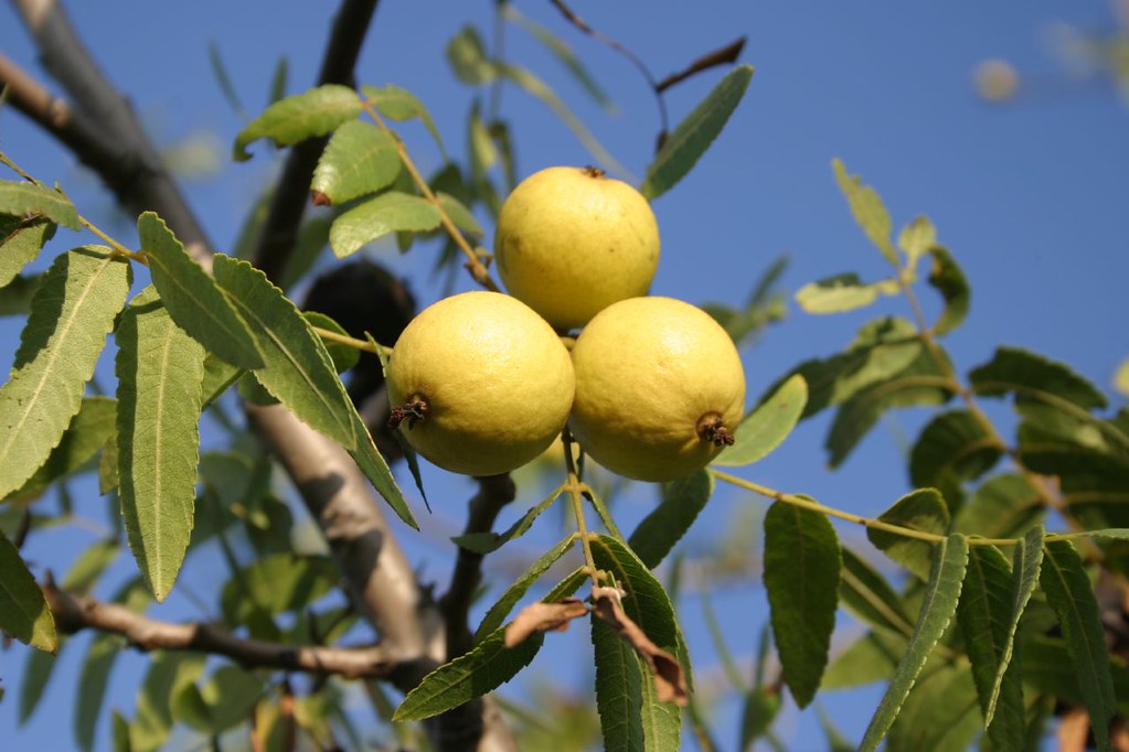 Black Walnut