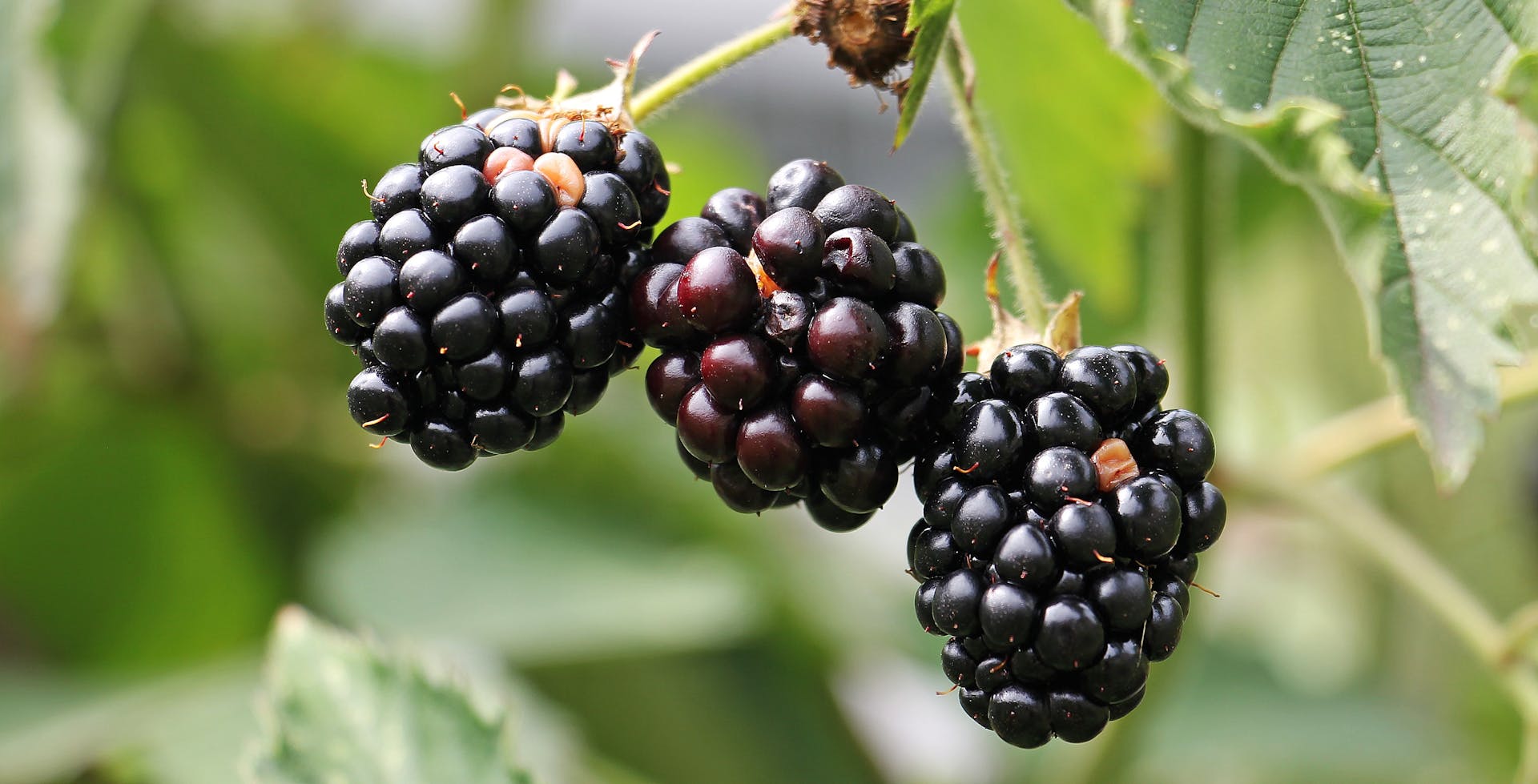 Blackberry
