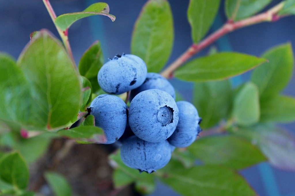Blueberry