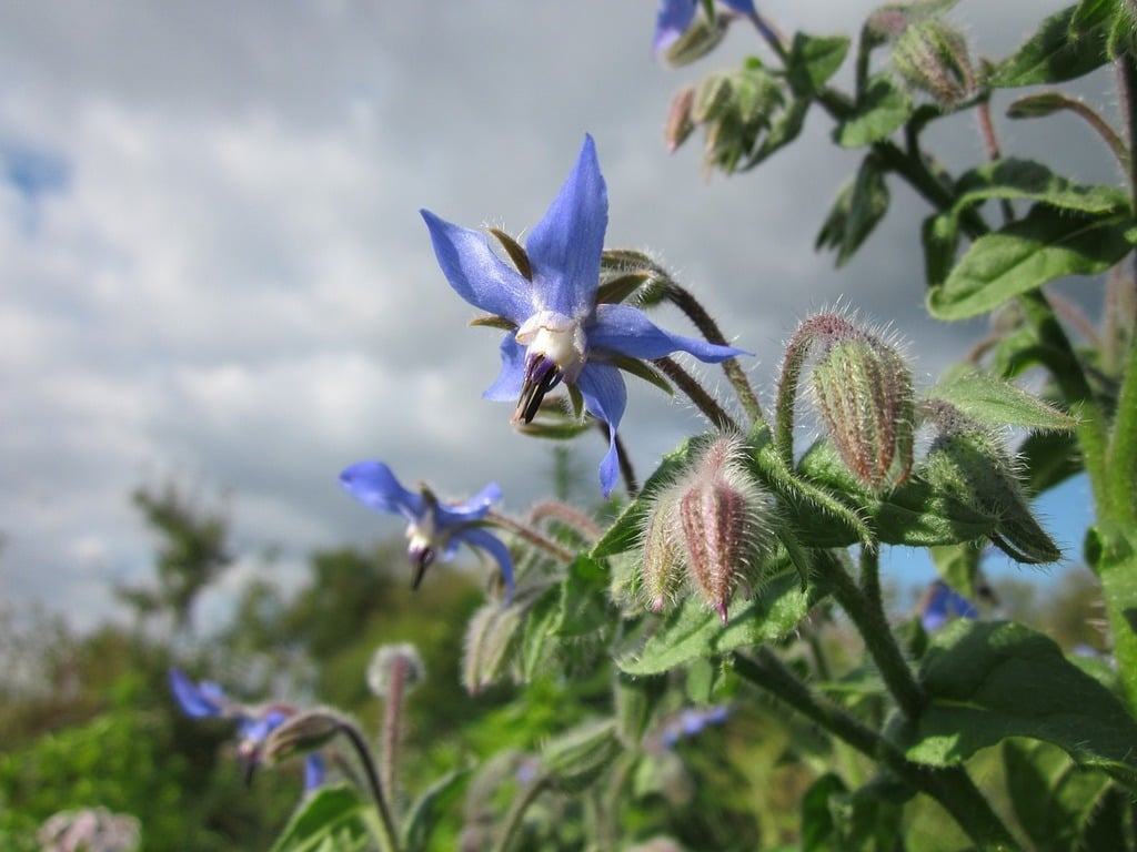 Borage