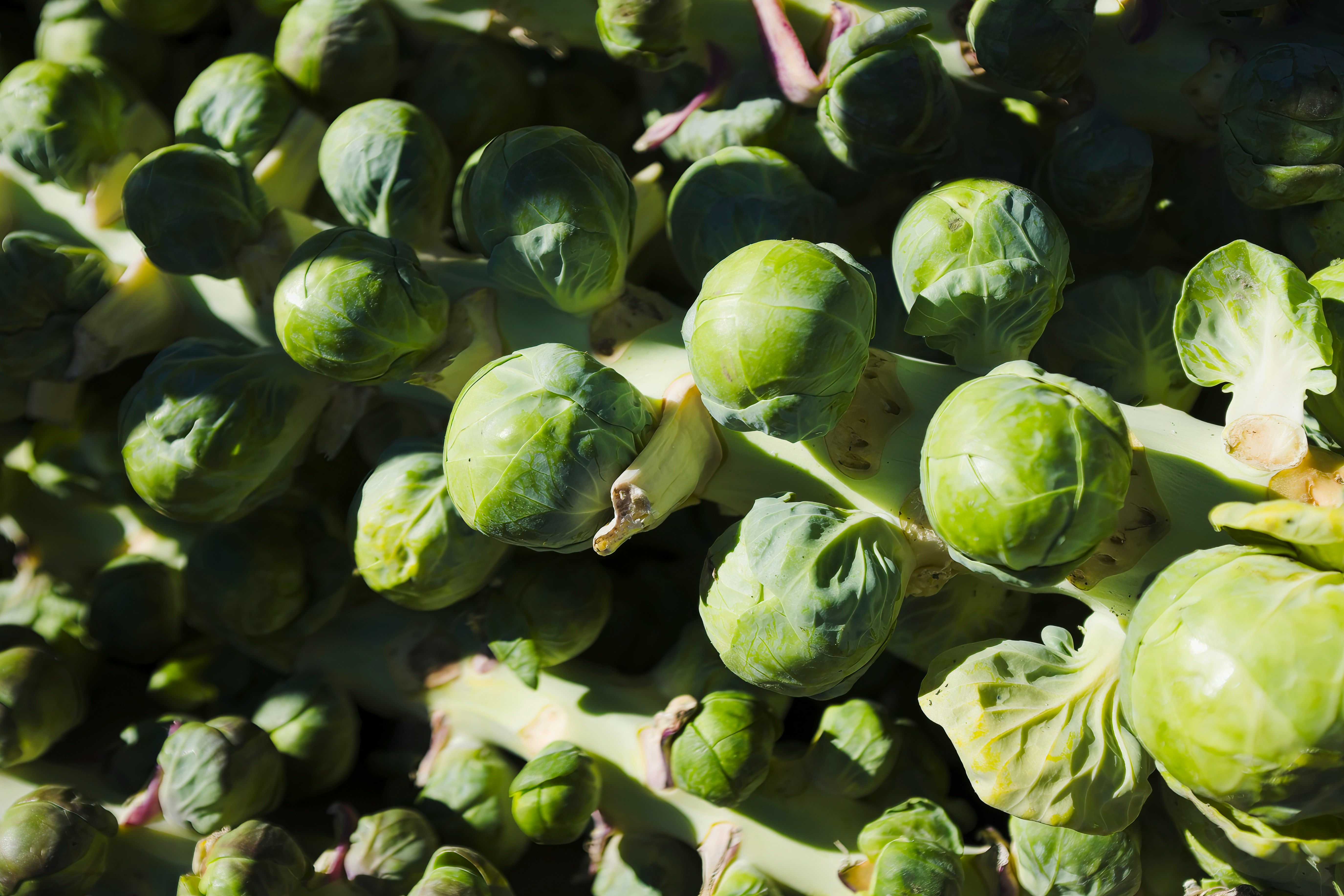 Brussels Sprouts