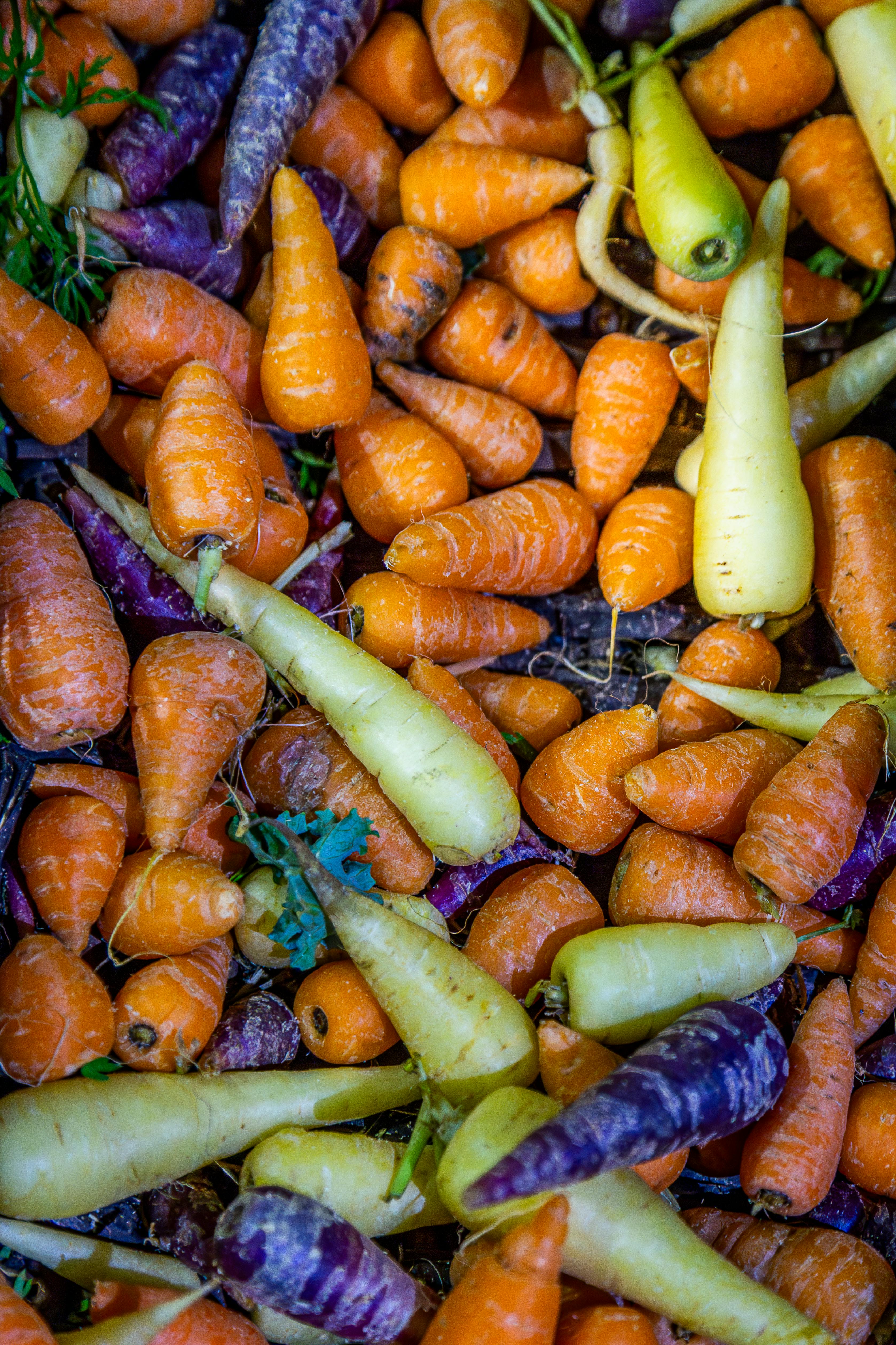 Carrot