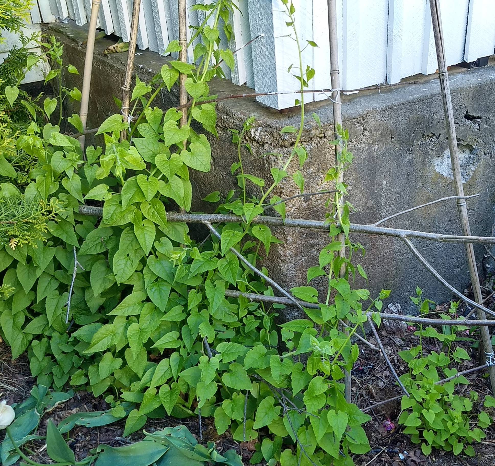 Caucasian Mountain Spinach