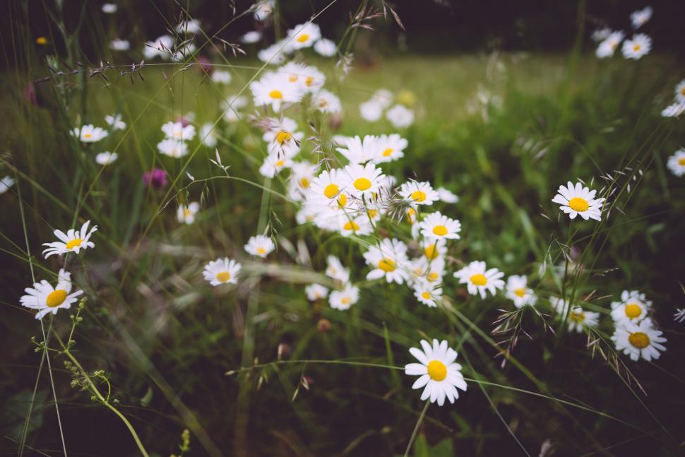 Chamomile