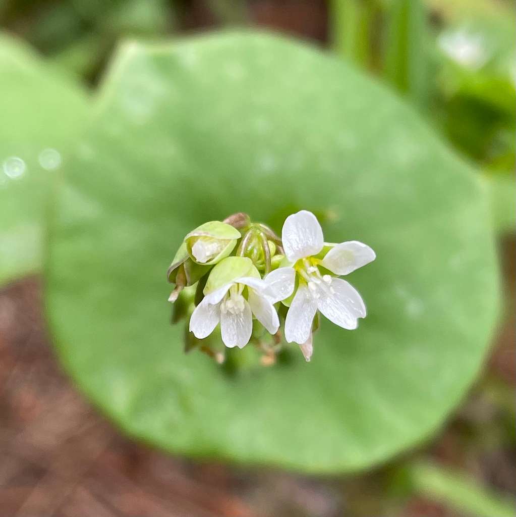 Claytonia