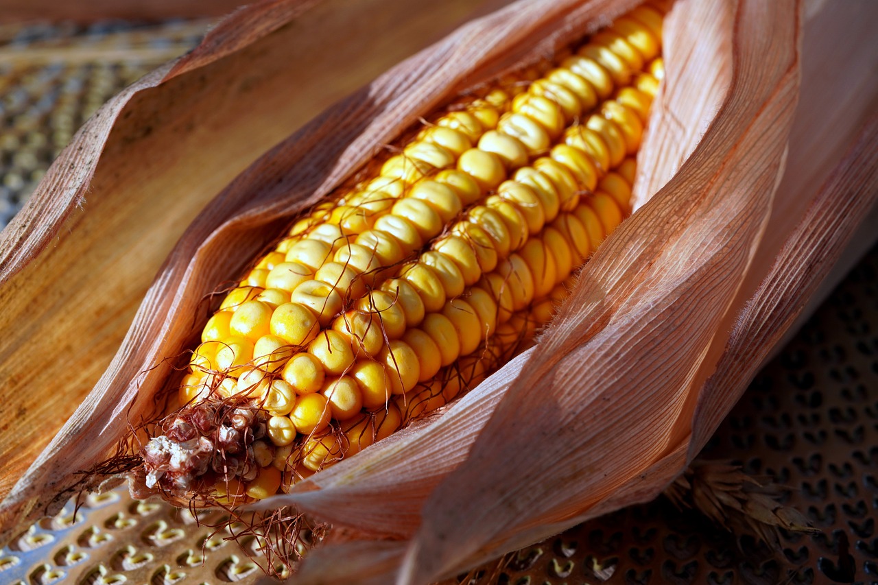 Sweet Corn