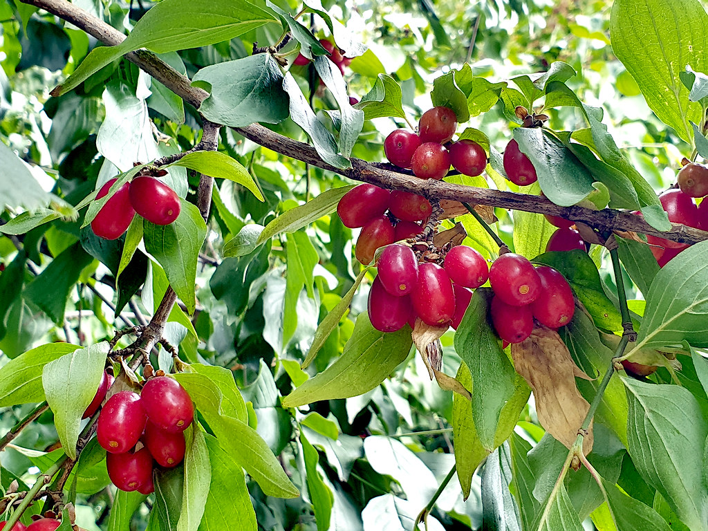 Cornelian Cherry