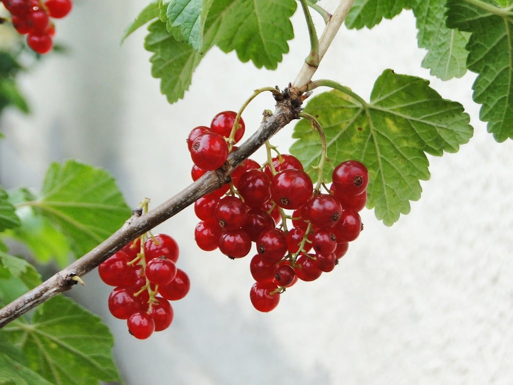 Currant