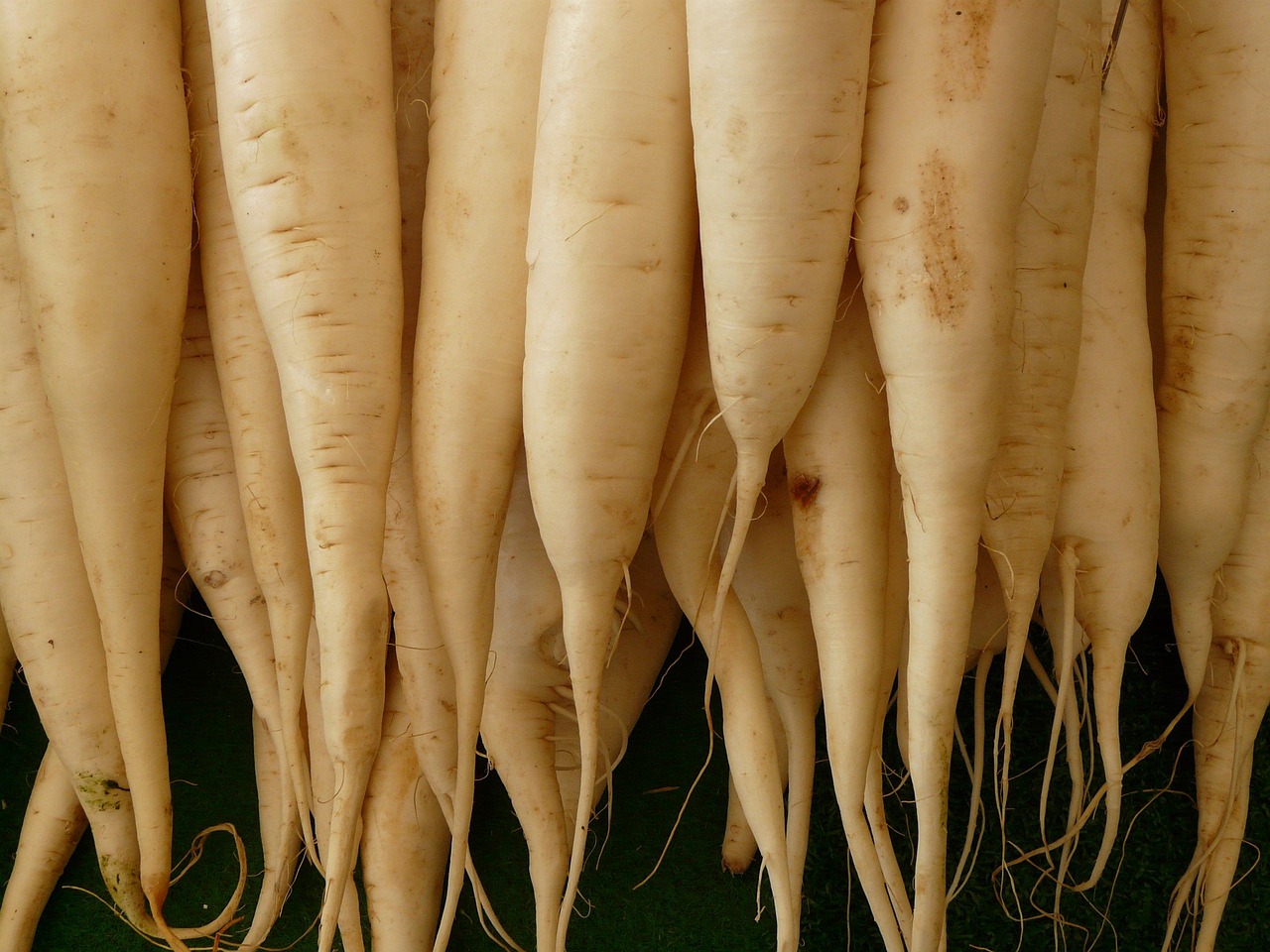 Daikon Radish