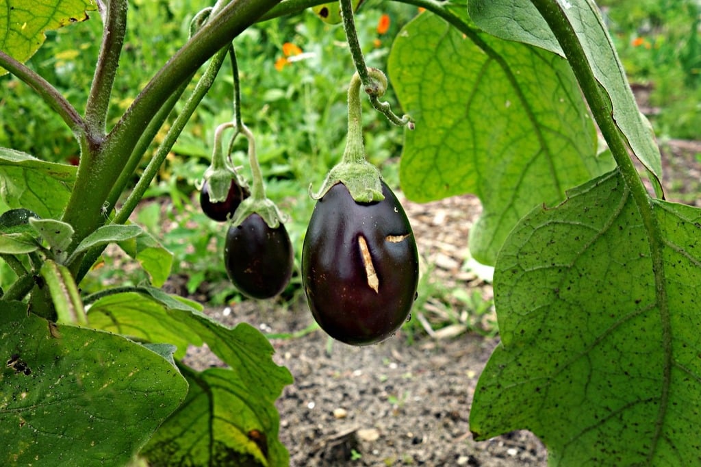 Eggplant