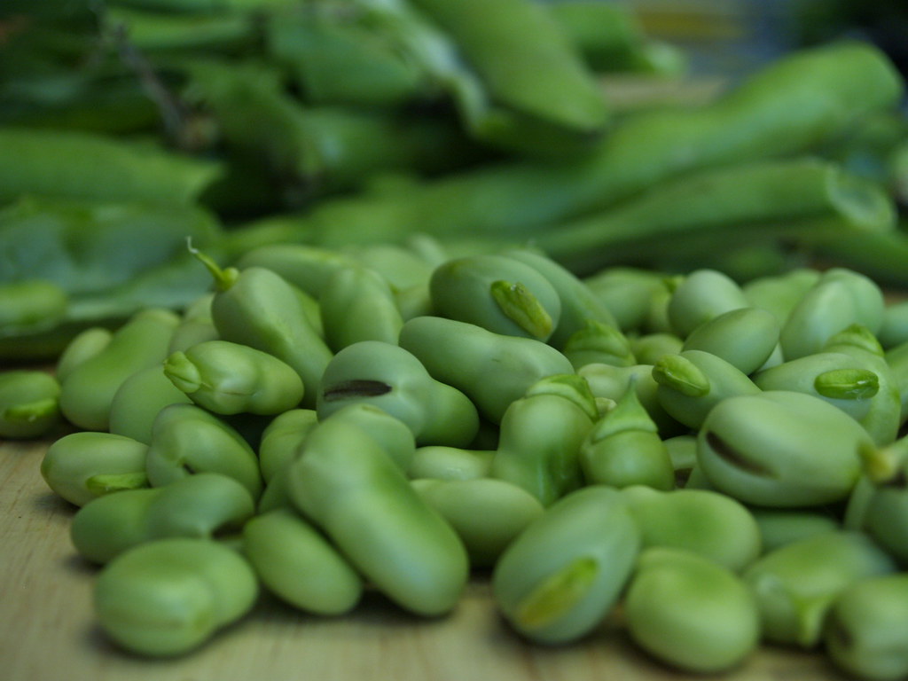 Fava Bean