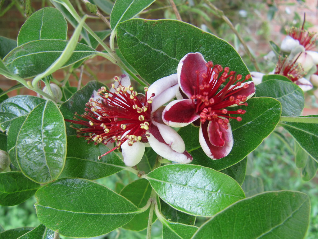 Feijoa