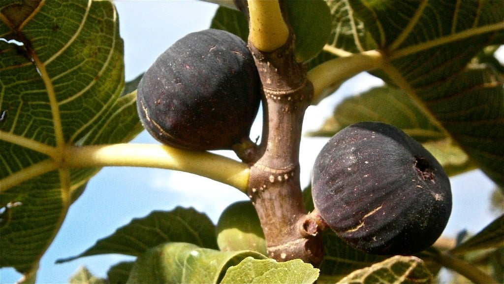 Fig