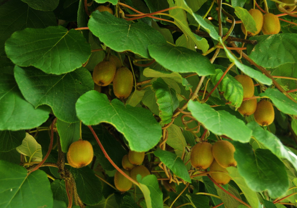 Fuzzy Kiwi