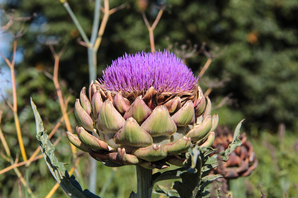 Globe Artichoke
