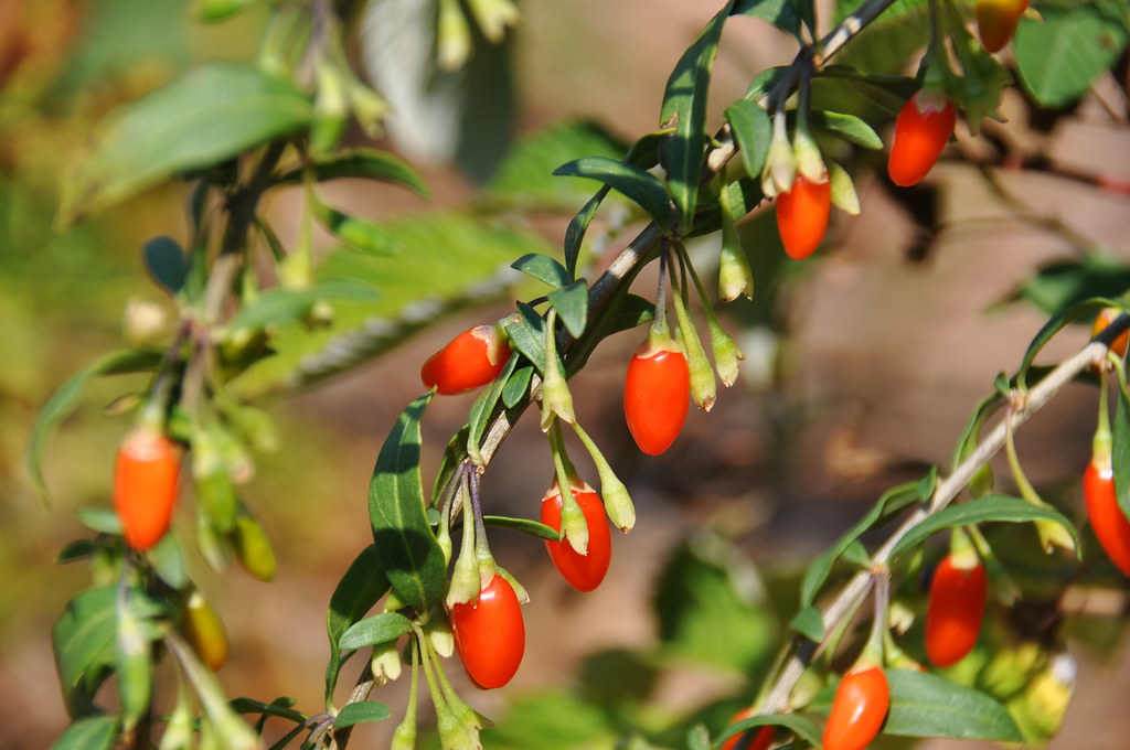 Goji Berry