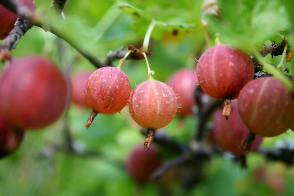Gooseberry