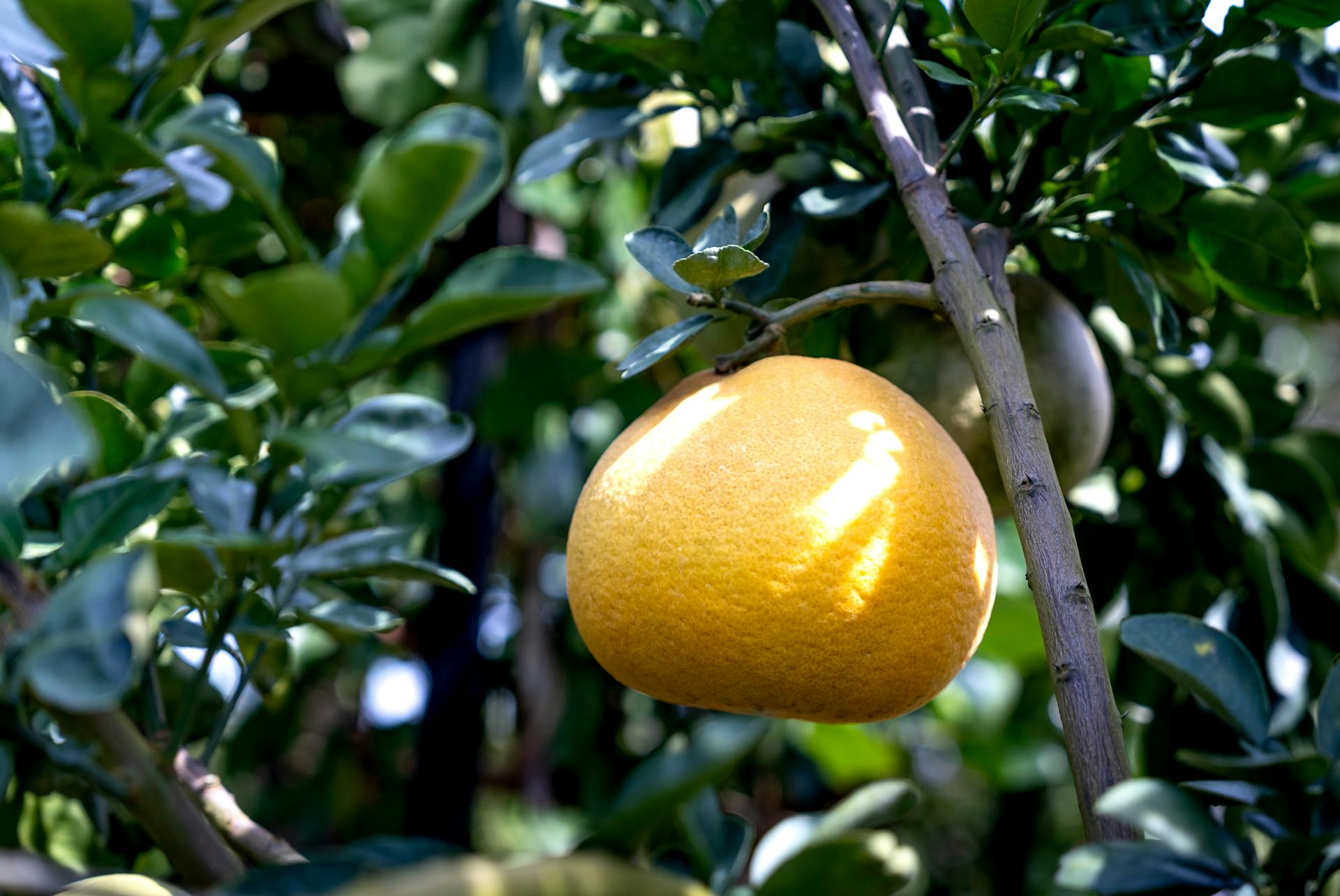 Grapefruit