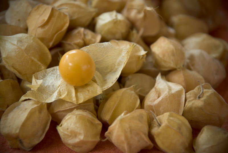 Ground Cherry
