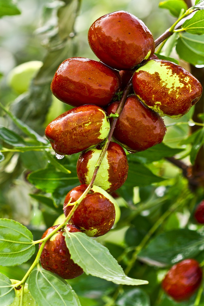 Jujube