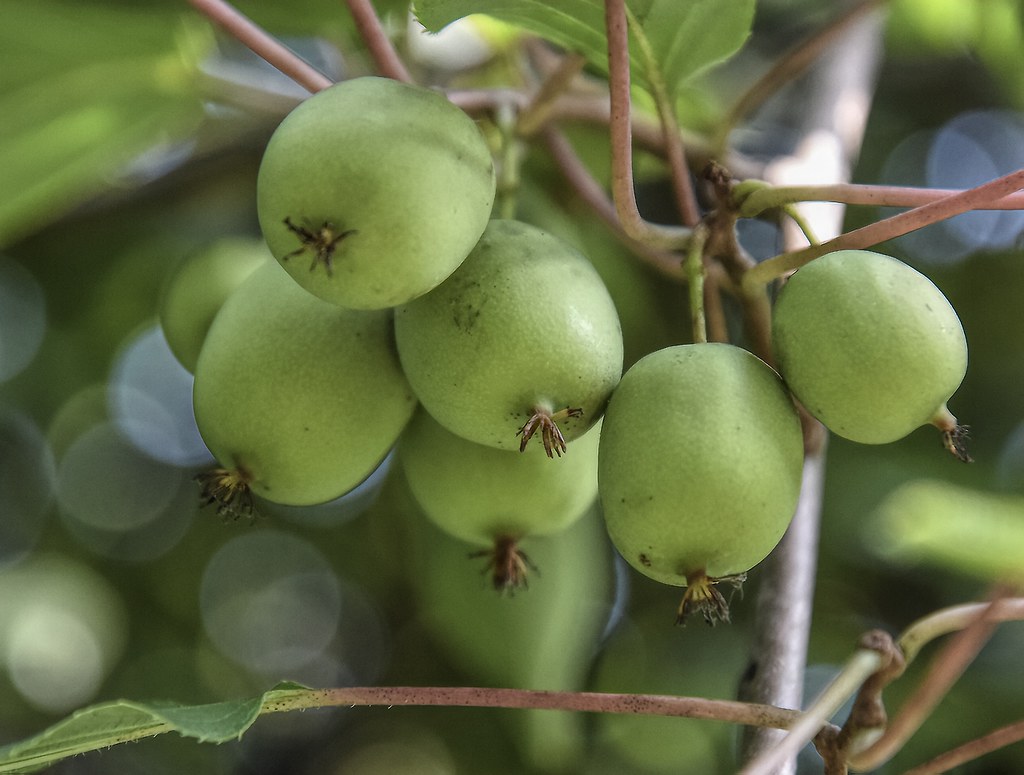 Kiwiberry