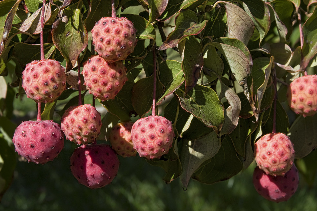 Kousa Dogwood