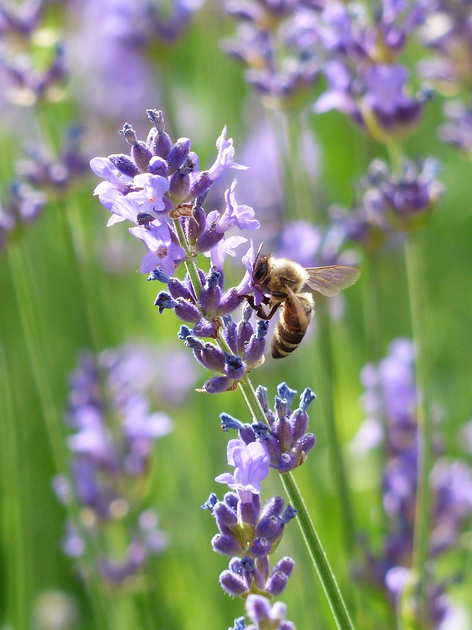 Lavender