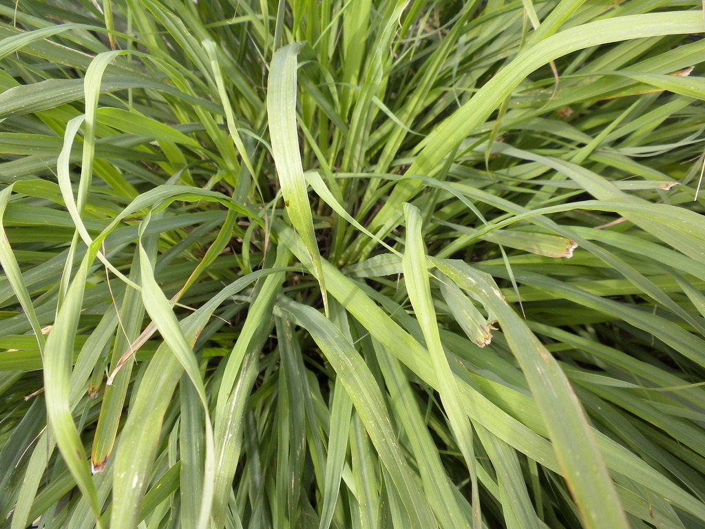 Lemongrass