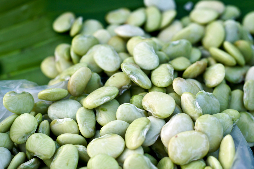Lima Bean
