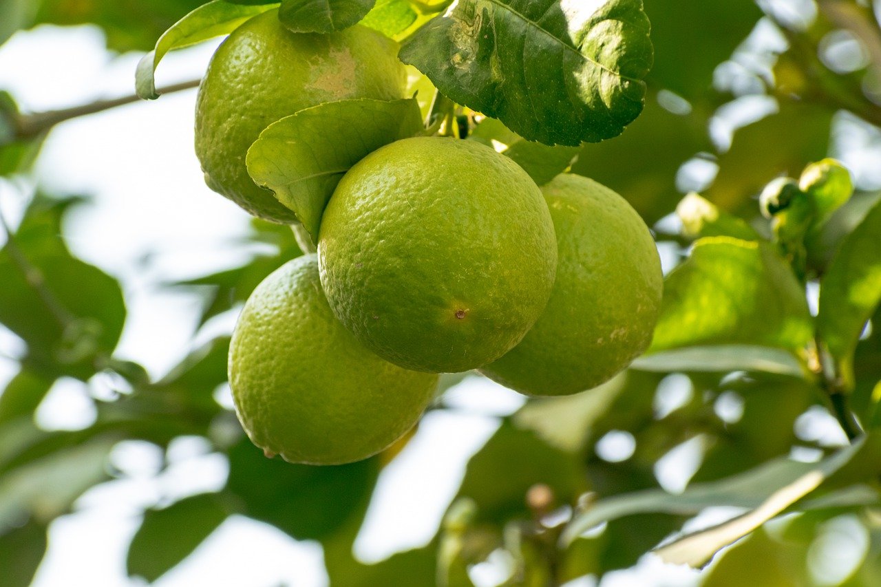 Key Lime