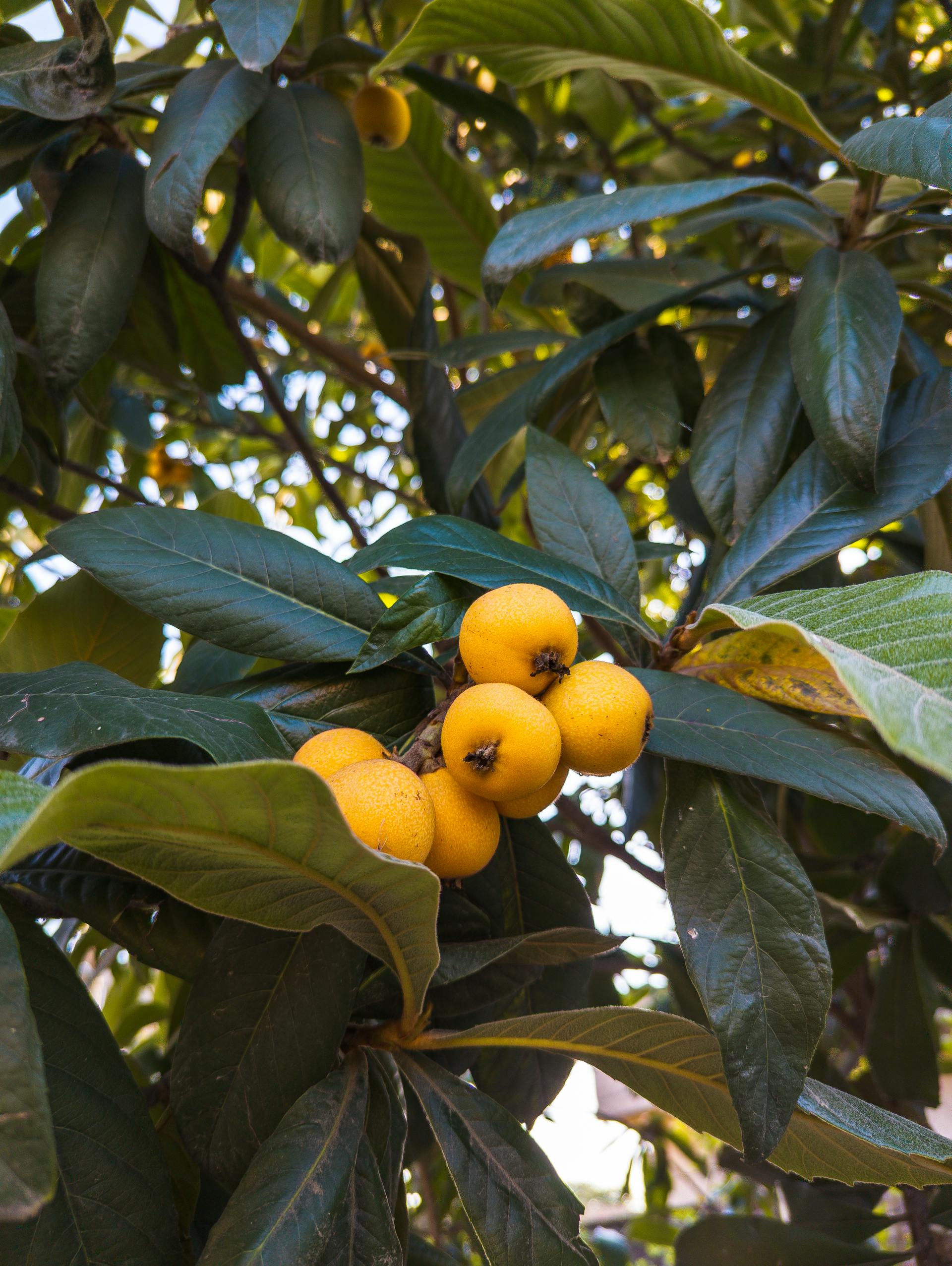Loquat