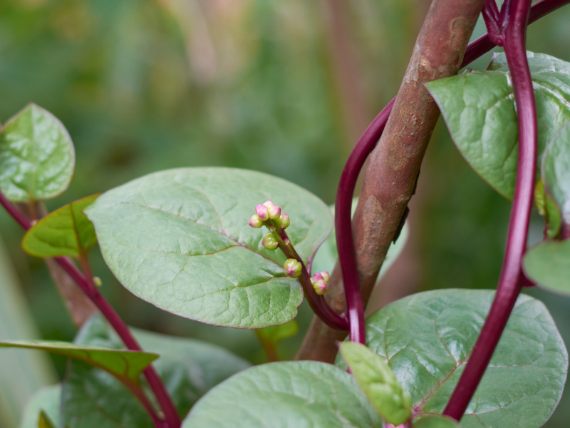 Malabar Spinach