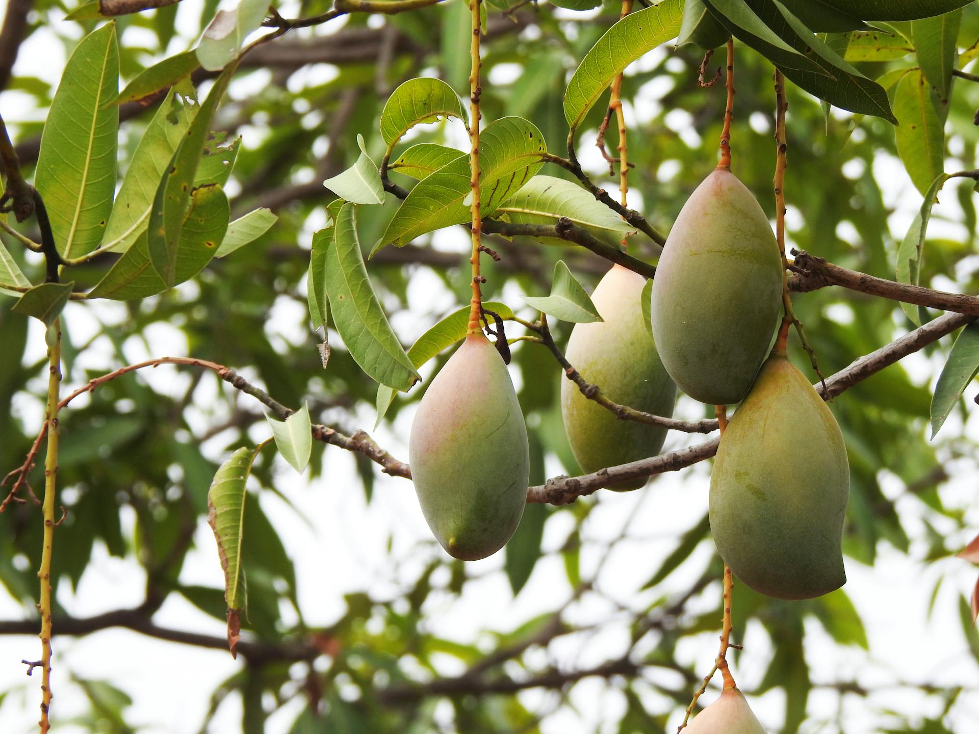 Mango