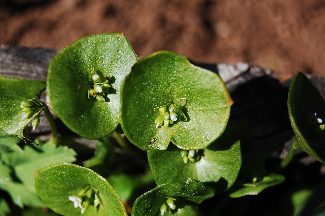 Miners Lettuce