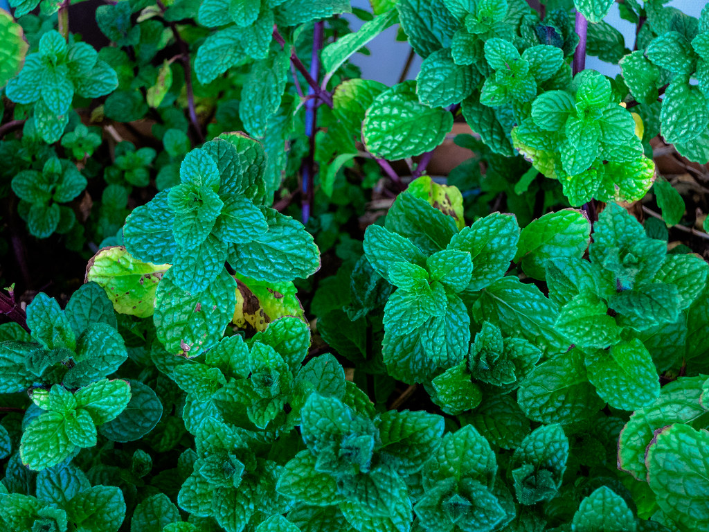 Mint