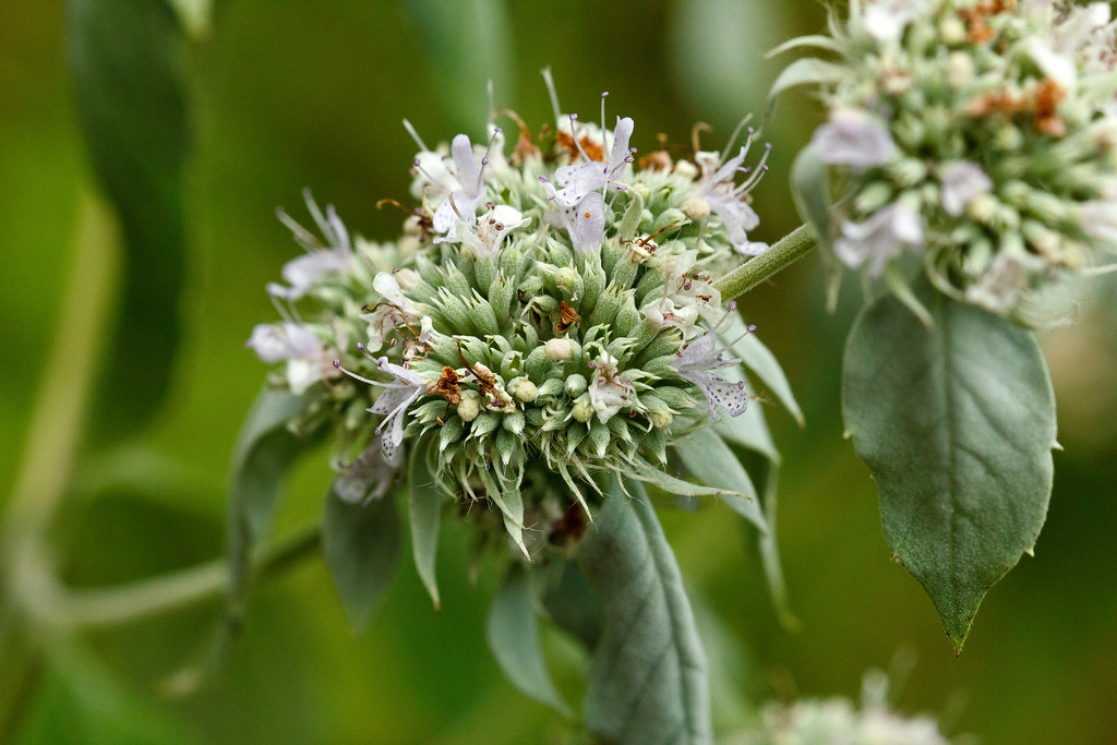 Mountain Mint