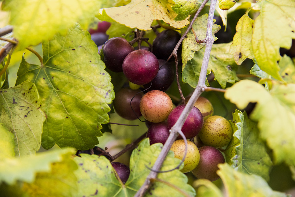 Muscadine