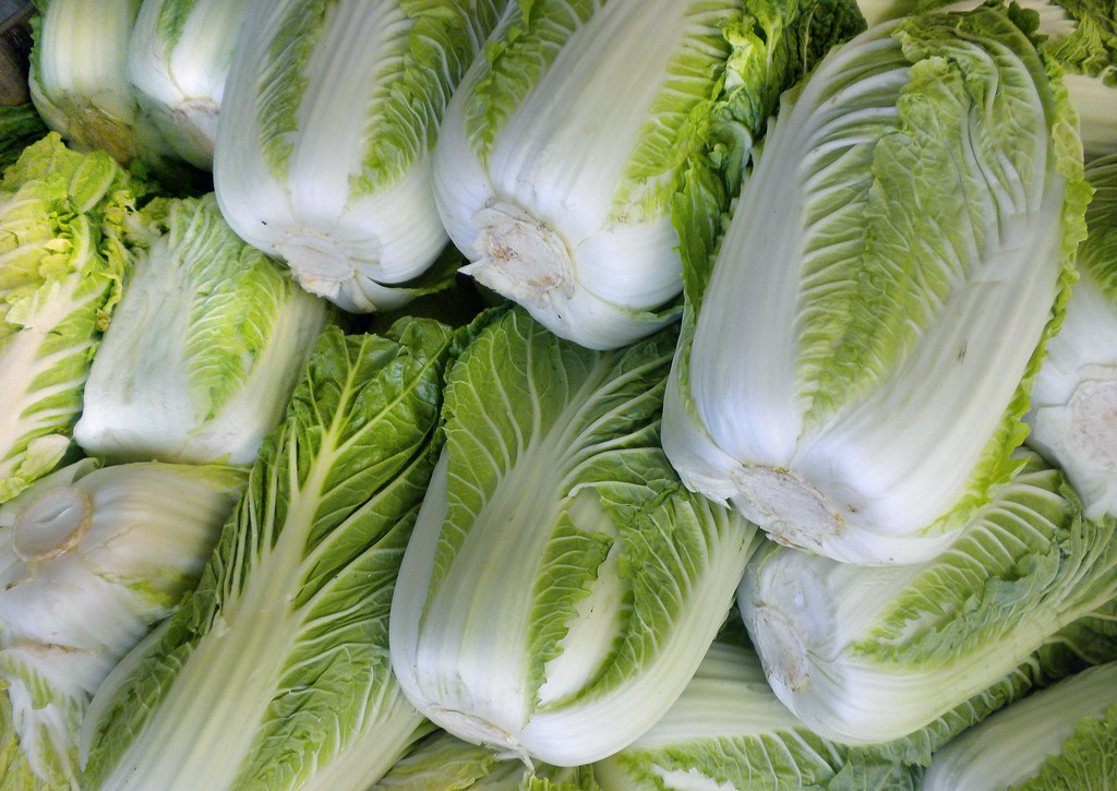 Napa Cabbage