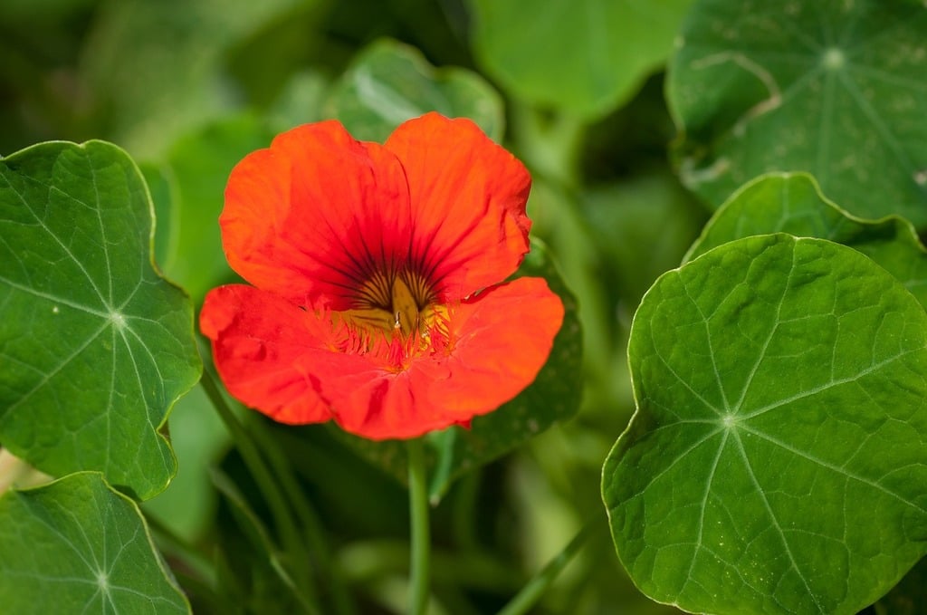 Nasturtium