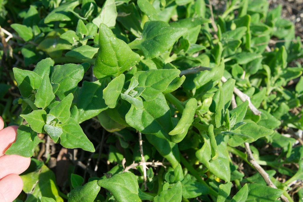 New Zealand Spinach