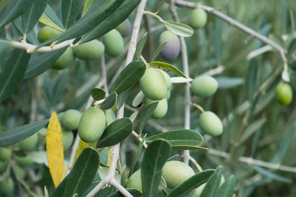 Olive