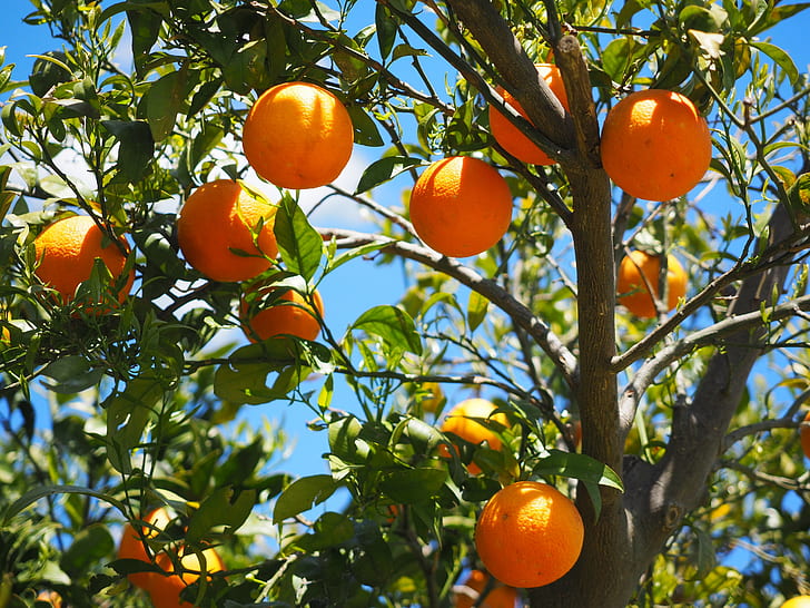 Sweet Orange
