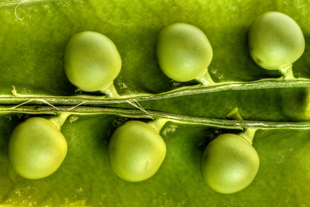 Pea
