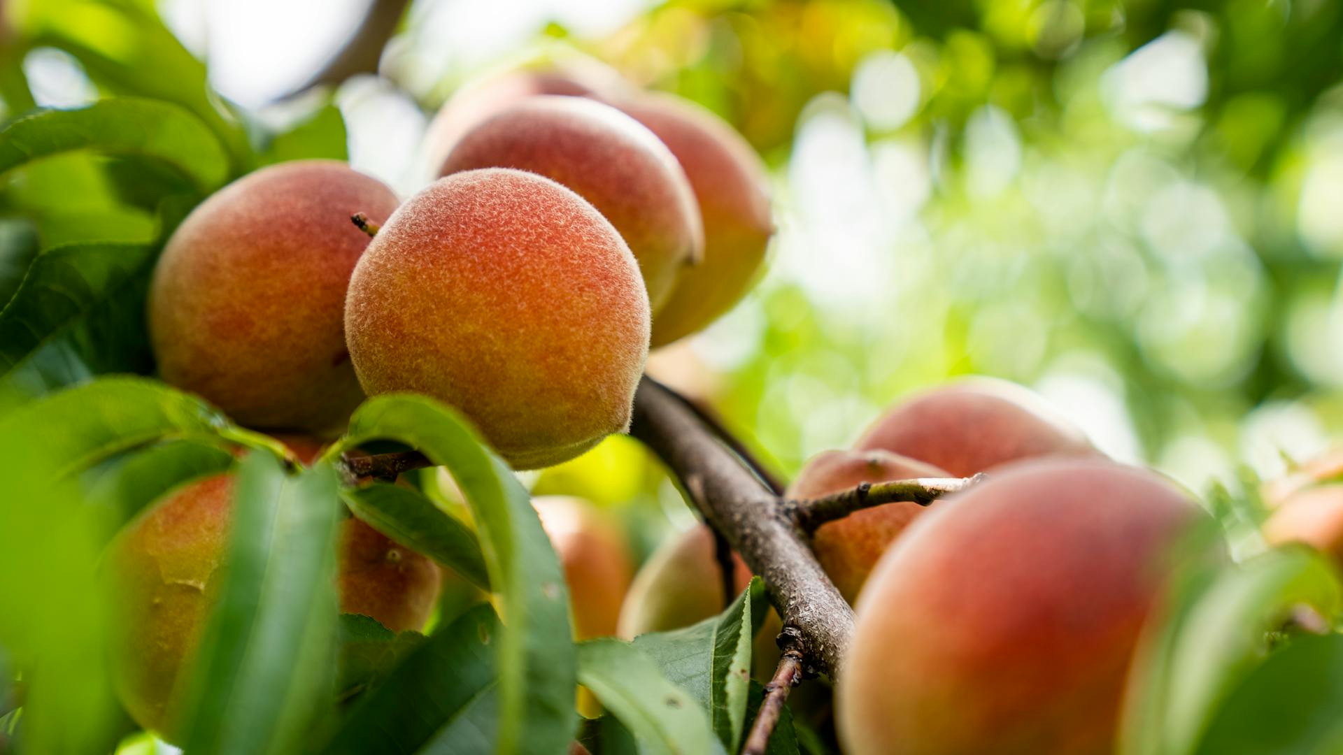 Peach